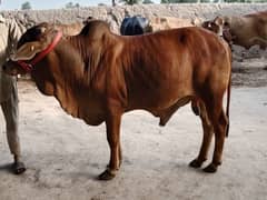 Pure Sahiwal Breed Cow Bulls