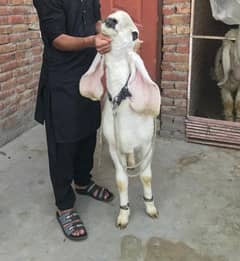 bakra qurbani