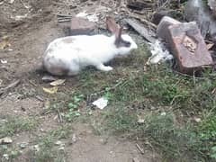breeder and baby rabbits
