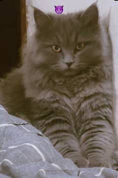 Triple-Coated Persian Cat | 8-9 Months Old | With Accessories