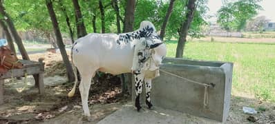 Fatah Jhang  ( bachra )bull فتح جھنگی