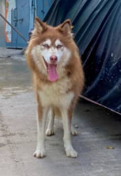 blue eyes wolly coat hussky
