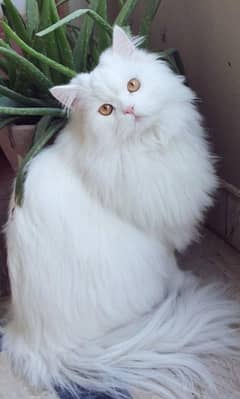 cute white Persian cat