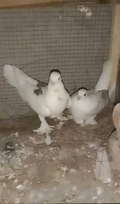 pigeon for sale