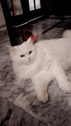 Persian female cat