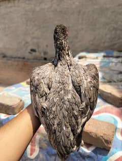 aseel madii 03490163612