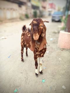 Breeder Aandu Bakra
