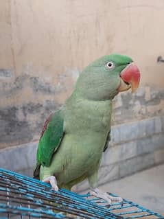 Raw alexander Hand tame Parrot Male