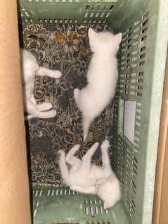 Kittens