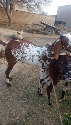 Bakra for qurbani