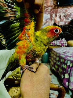 Sun conure in red factor