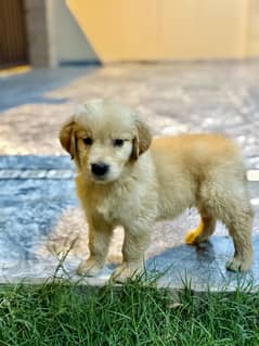 Golden Retriever Puppy pedigree (Microchipped)