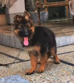 German