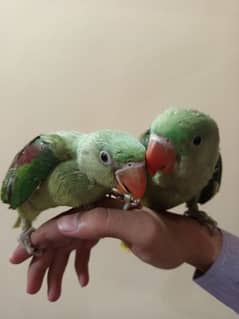 Raw self hand tame pair for sale