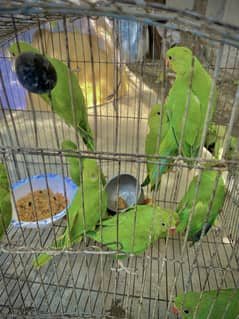Green Parrots