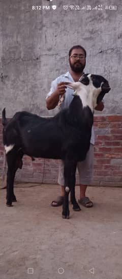 Big Size Pure Amritsari Beetal Bakra
