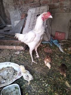 heera aseel thai turkish hint