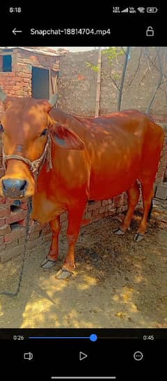 یہ گائیں265000 کی ہے