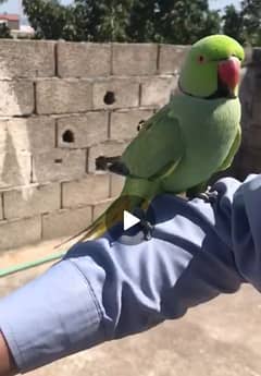 green parrot handtam for sale need cash jazak Allah