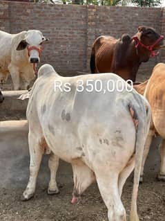 cattle