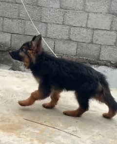 German