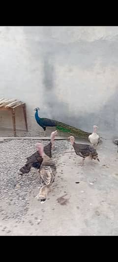 peacock