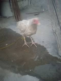 aseel heera murgi h