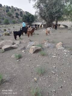 بکریا