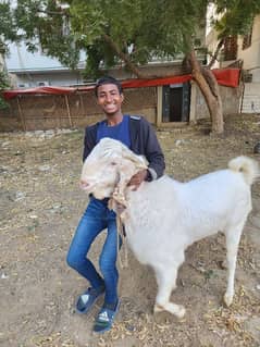 gulabi breeder