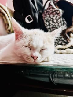 Pure Persian white cat