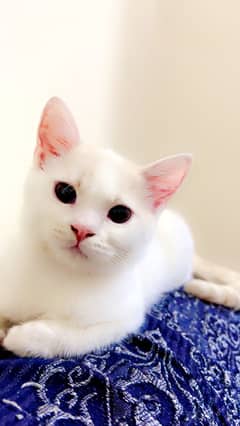 Pure Persian white cat