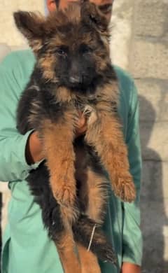 German Shepherd and / Puppies =/WhatsApp 03287625932