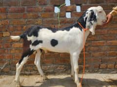 Beautiful bakray for qurbani 2025