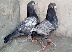Teddy Pigeons