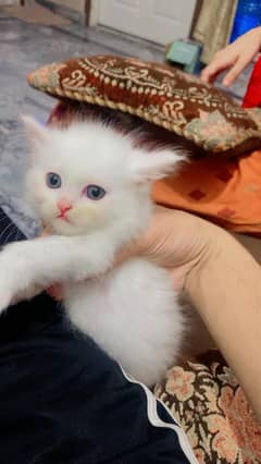 Percian cat