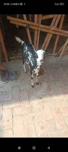 Barbari goats
