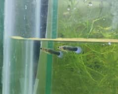 Neon Blue Tuxedo Guppy