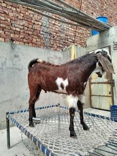 andal bakra ha gar Ka pal ha