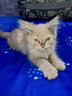 Doll face Persian cat