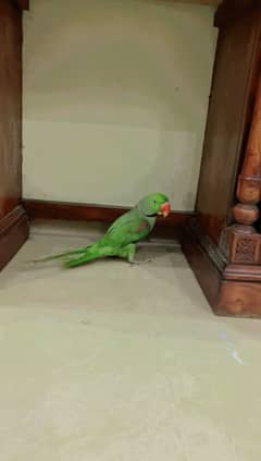 Raw perrot male for sale