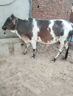 4ماہ کی گھبن گاےء