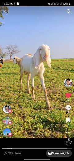 Rajanpur Bakra