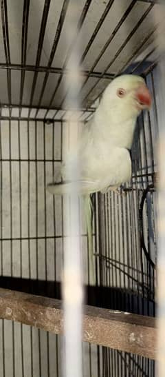 white ring neck