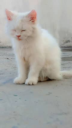 white persion kitten with bold eyes