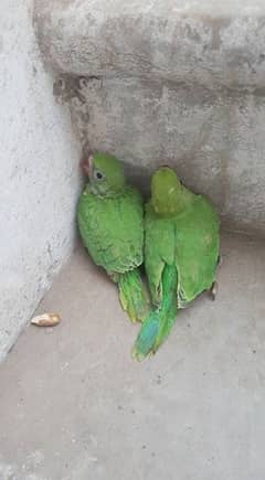 ringneck parrot for sale contact on 03159960002