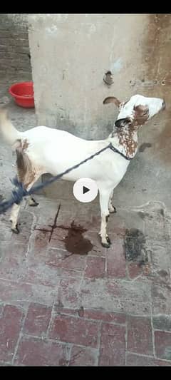 Barbari goats