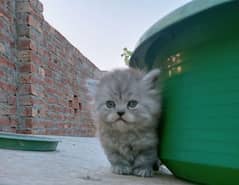 Grey Persian Kitten