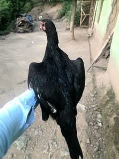 female