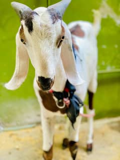 Rajanpuri bakra for Eid 2025