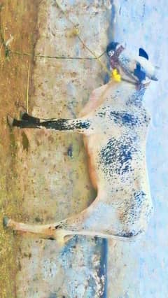 for Qurbani . . 2 dant weeri for sell